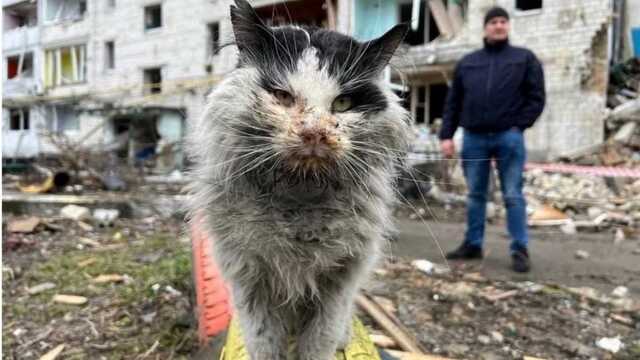 Знаменитый кот из Бородянки умер