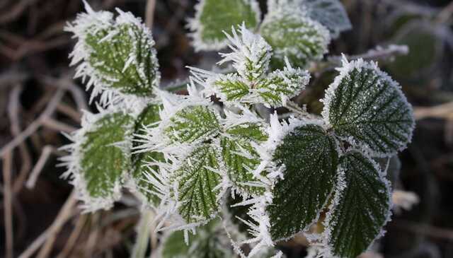 В Украину идет сильнейшее похолодание и ударят заморозки