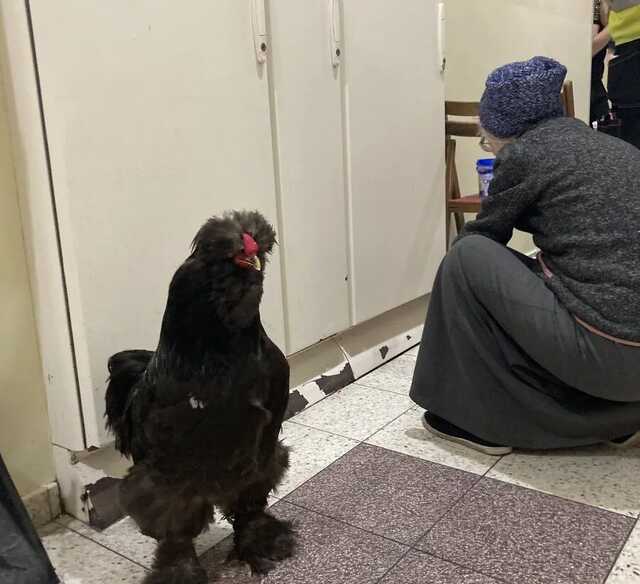 Пенсионерка сбежала из окруженного оккупантами Мариуполя вместе с петухом