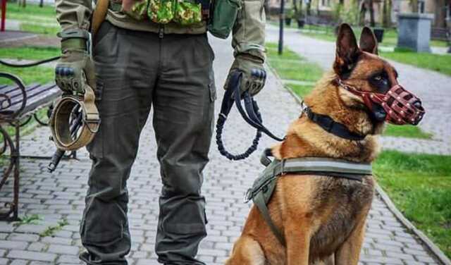 На шее был «путинский» ошейник: Виталий Ким рассказал о «трофейном» псе нацгвардейцев