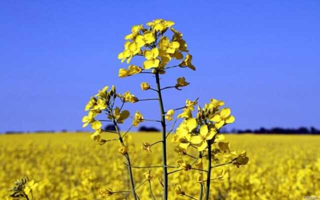 В Украине предложили рапсом заменить дизель из России