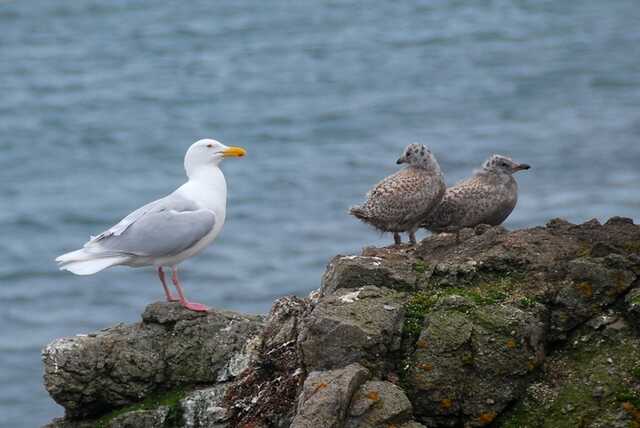 Вблизи Севастополя заметили массовую внезапную гибель морских птиц