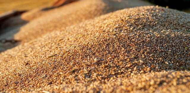 Цены на зерновые упали на треть: Фермеры могут вылететь в трубу