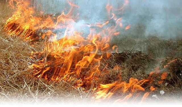 Жителей Киевской области просят не жечь траву