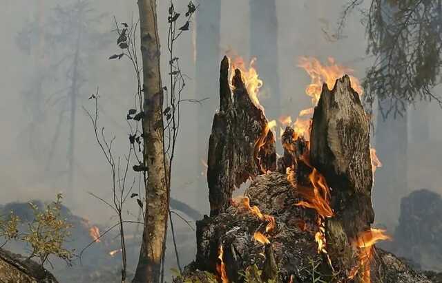 Российские оккупанты разграбили Изюмский лесхоз, риск возникновения пожаров резко возрос