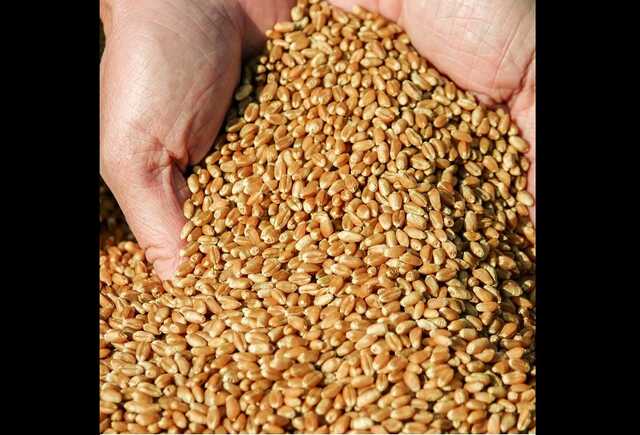 Большая проблема, – Зеленский прокомментировал кражи Россией зерна и блокировку портов