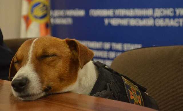 "Ему снится мирное небо": украинцев умилил пес-сапер Патрон, который заснул на брифинге