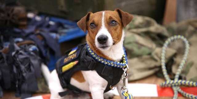 Пес Патрон получил премию на кинофестивале в Каннах