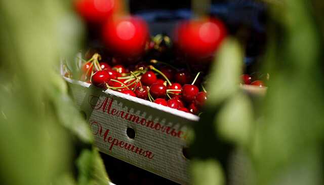 Оккупанты в Мелитополе отбирают у фермеров знаменитую черешню