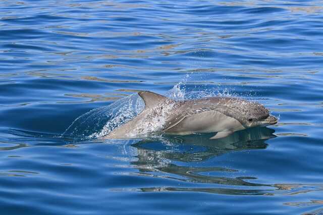 Як Росія «вбиває» Чорне та Азовське моря