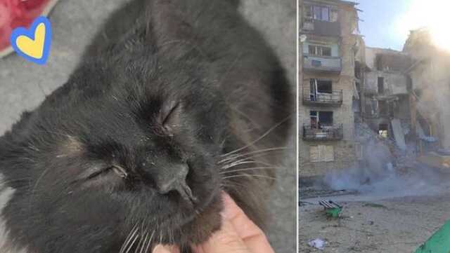Настоящее чудо: из-под завалов в Горенке достали живого кота