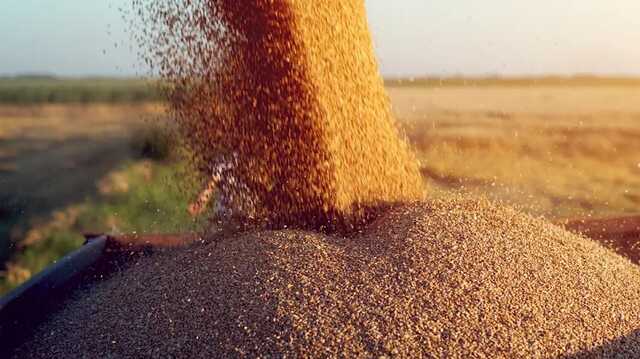 Украина нашла два маршрута для экспорта зерна: повезут через Польшу и Румынию