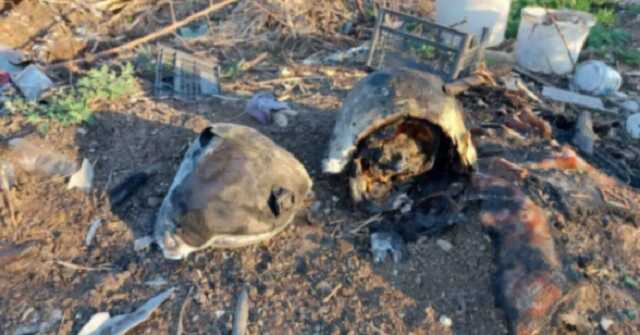 "Отлетался, как и его пилоты": в сети показали уничтоженный в Украине российский Ка-52