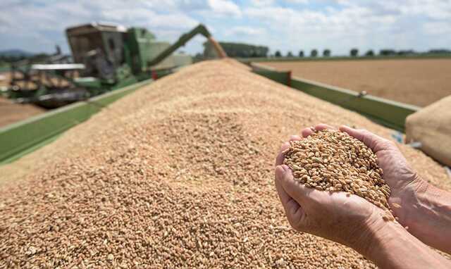 В Польше рассказали, сколько займет строительство хранилищ для украинского зерна