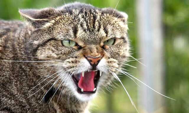 В Киеве зафиксировали случай бешенства у бездомного кота