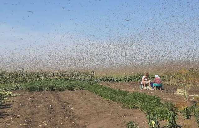 Казнь египетская: в Краснодарском крае РФ нашествие саранчи