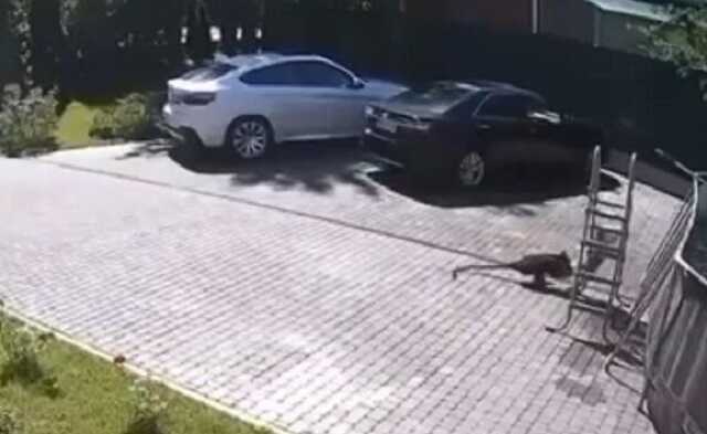 Під Москвою мавпа напала на дворічну дівчинку, чия родина приїхала з Харкова