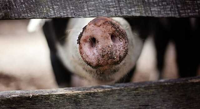 На Сумщині в річці виявлено труп хворої на африканську чуму свині