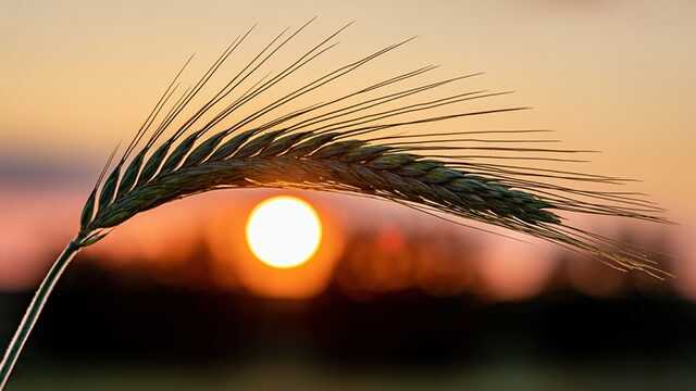 Координаційний центр по "зерновому коридору" почав роботу в Стамбулі