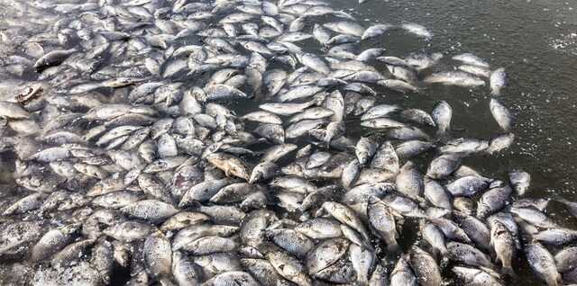 У Борисполі відбувся масовий мор риби