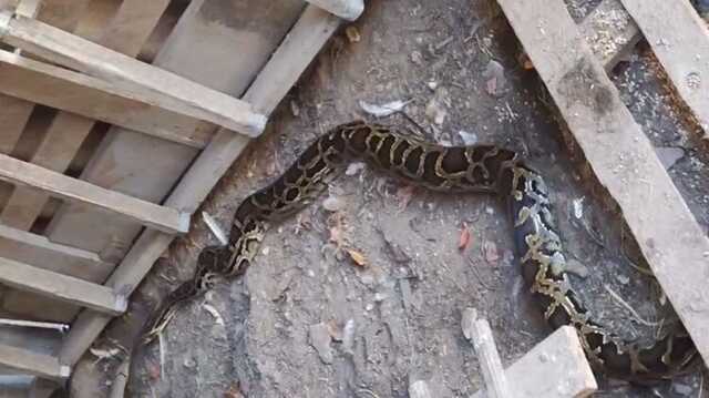 У Бучі гігантський пітон втік від господаря і сховався в курнику чужого будинку