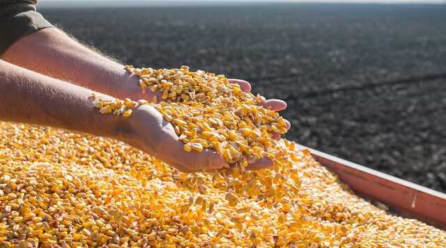 В Германию прибыл первый поезд с украинской кукурузой