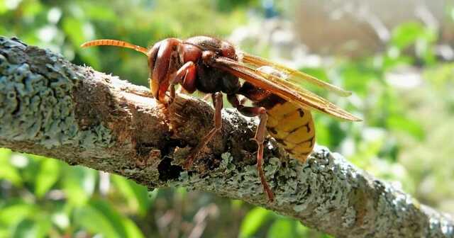 У лісі на Прикарпатті шершні покусали 19-річну дівчину