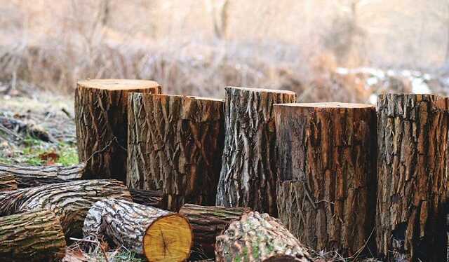 На Львівщині лісник держпідприємства незаконно торгував деревиною