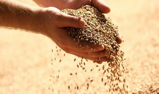 "Зернова угода" дає очікуваний ефект, ознак її закінчення немає, - Білий дім