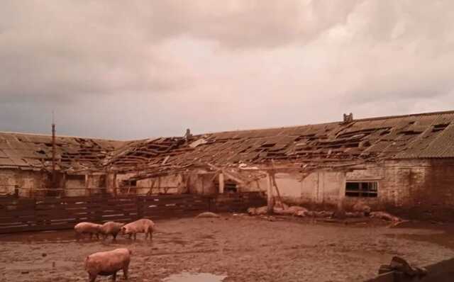 Окупанти обстріляли свиноферму на Сумщині: загинув чоловік і понад 100 голів свиней