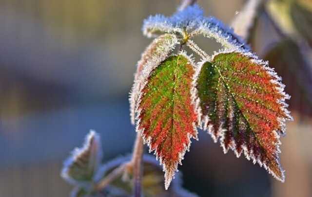 Заморозки атакують Україну: синоптики попередили про найхолодніший день