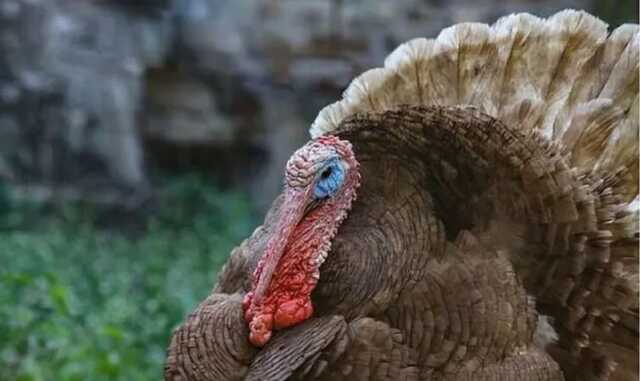 Рождественские индейки под угрозой: В Британии произошла самая большая вспышка птичьего гриппа