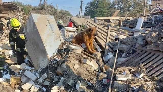 Пес Крим, який оплакував господарів на руїнах у Дніпрі, проходить лікування