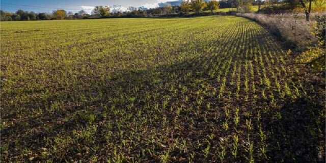 В Україні засіяли вже чверть озимих