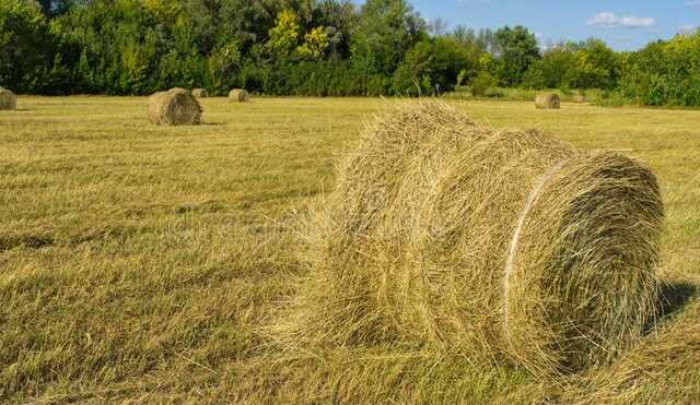 Фермери з Бахмуту показали, як збирають урожай на посипаному мінами полі