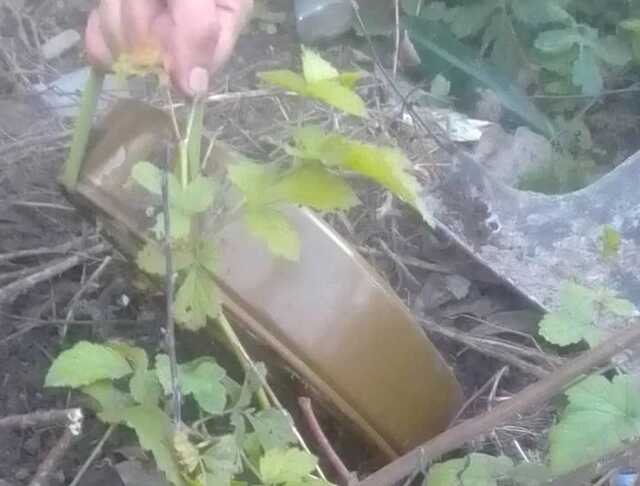 На Київщині під час обстеження лісосмуги під грибом знайшли міну