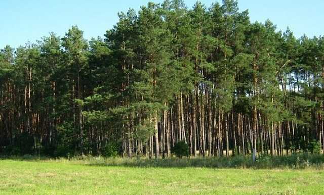 Киевский лесхоз жалуется на рейдеров, захвативших 88 га земли