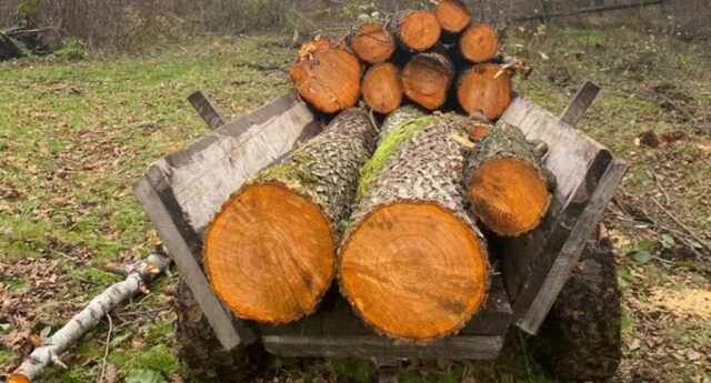 В Запорожской области за коррупцию задержали троих лесников