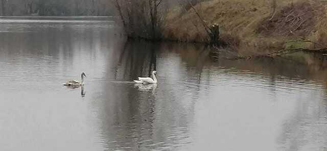 На Київщині врятували двох лебедів, яких намагались вбити браконьєри