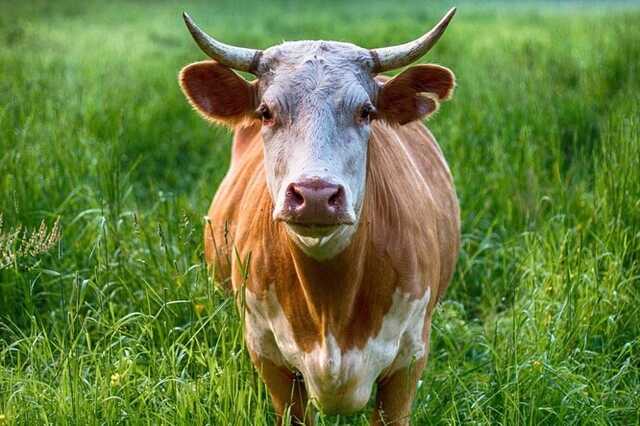 В Полтавській області чоловіка покарали за жорстоке поводження з коровою