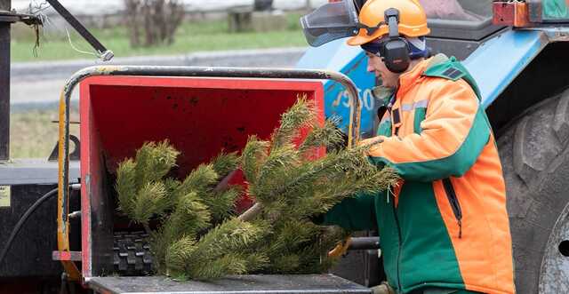 Утилізація ялинок у Києві. Як працюватимуть пункти прийому та де їх знайти