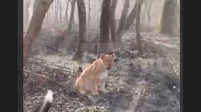 Одеський зоопарк відхрестився від африканського хижака у лісах Молдови