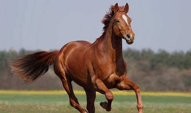 З прифронтового Вугледару до Київської області евакуювали сім змучених племінних коней