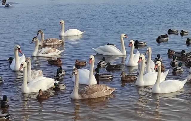 На Оболоні в Києві оселились десятки лебедів