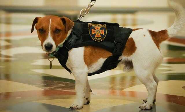 Найвідоміший пес України Патрон потрапив до лікарні через свою роботу