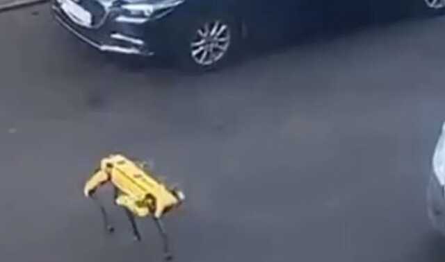 "Песик на самовигулі": в Києві помітили робота-собаку від Boston Dynamics на прогулянці
