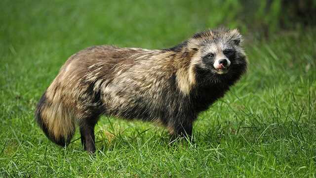 Енотовидные собаки могут быть причастны к возникновению коронавируса — исследование
