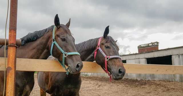 Ексголову ДП «Конярство України» підозрюють у зловживаннях