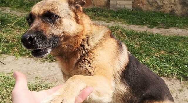 Український прикордонник врятував собаку, якого поранило на фронті на Донеччині