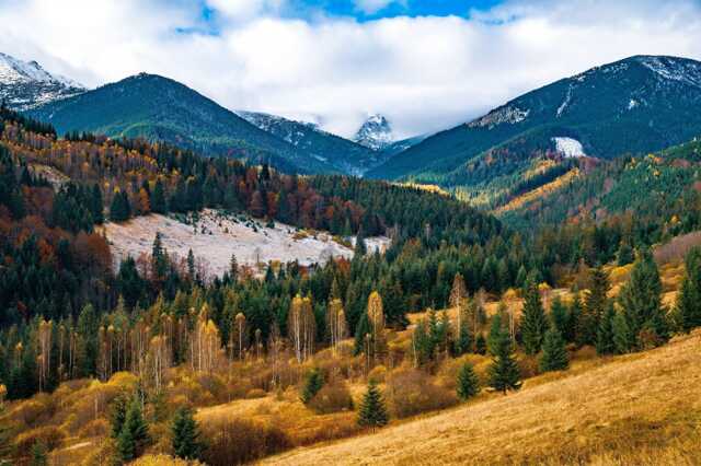 Деятельность ГП «Леса Украины» признана неэффективной, в связи с отрицательными финансовыми показателями